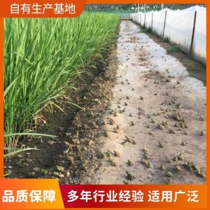 效益高其他特种养殖动物生产厂家